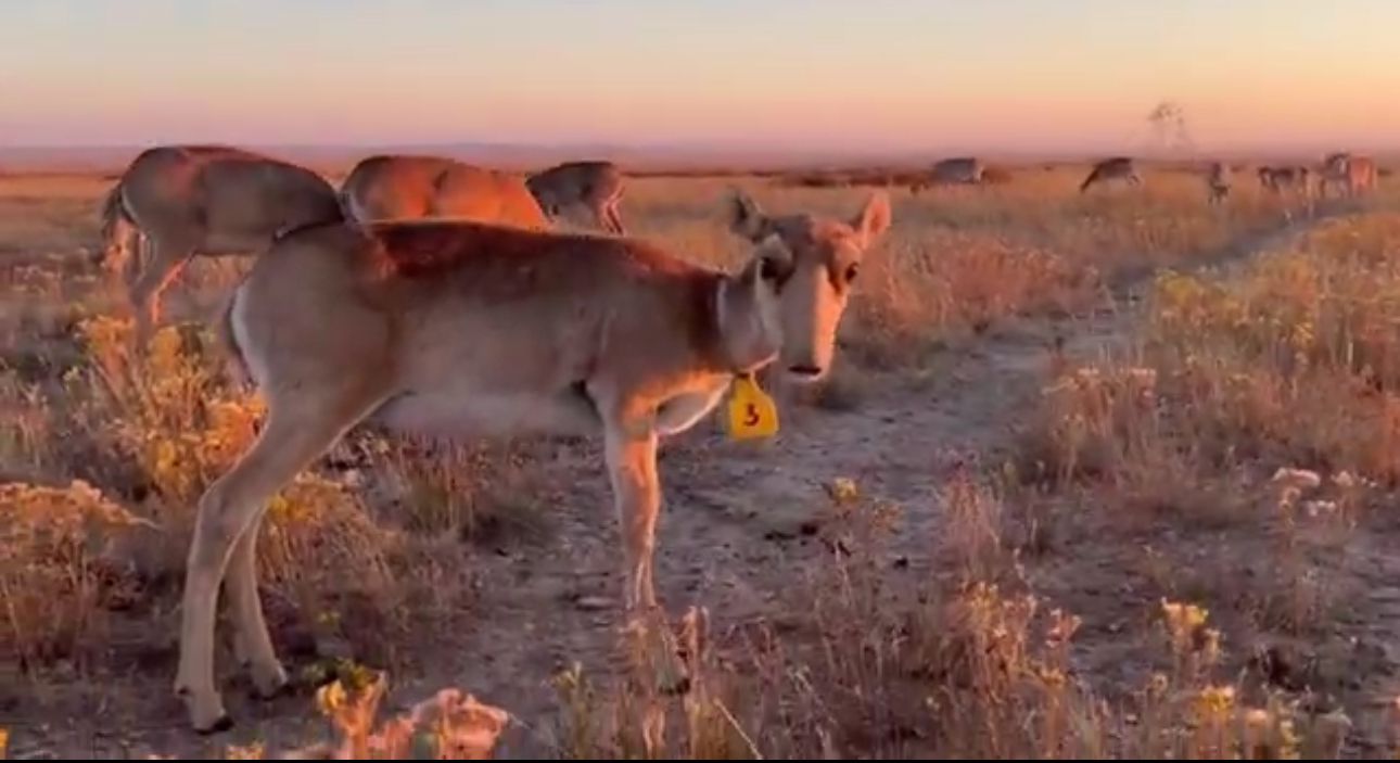 Жаңаарқа ауданы «АСАР» шаруа қожалығында 1000-нан аса ересек құралай өсірілуде