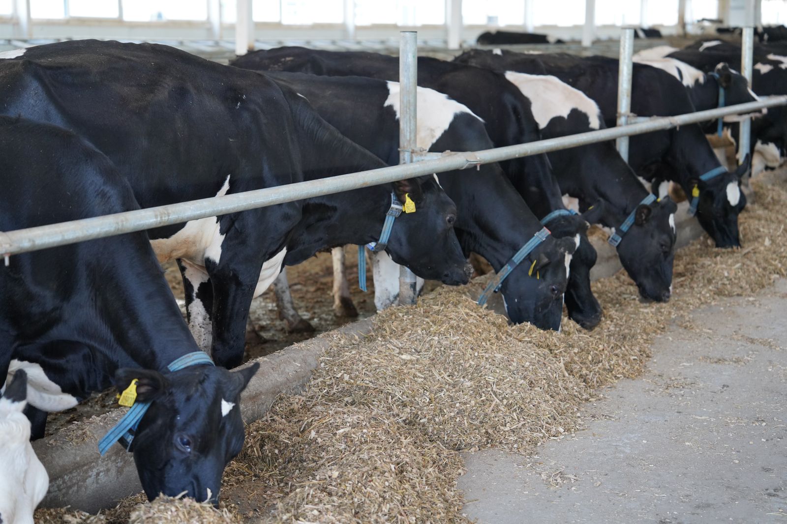 Айдарбек Сапаров Қостанай облысында СҚО тәжірибесін тарату бағдарламасының жүзеге асуымен танысты