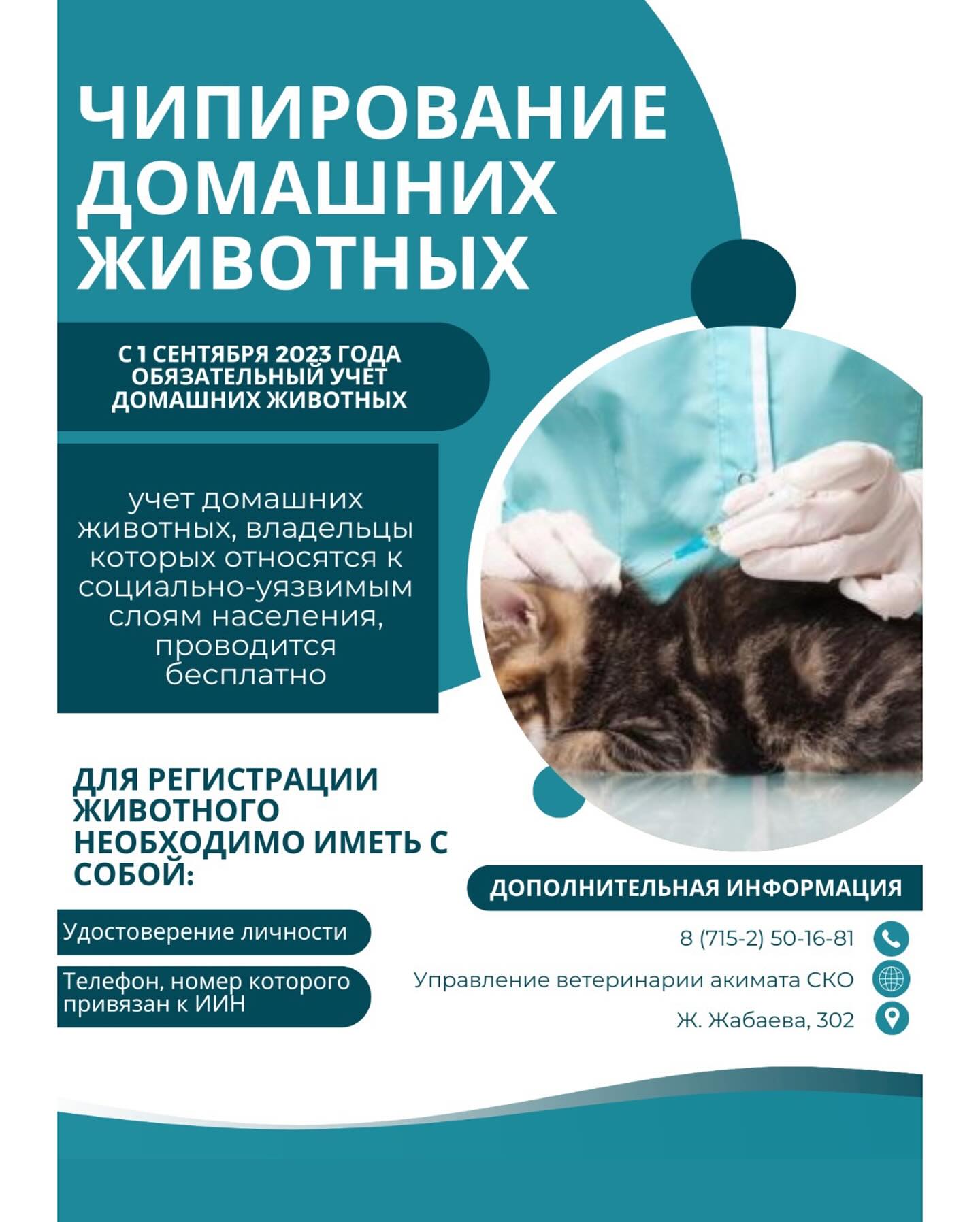 Чипирование домашних животных