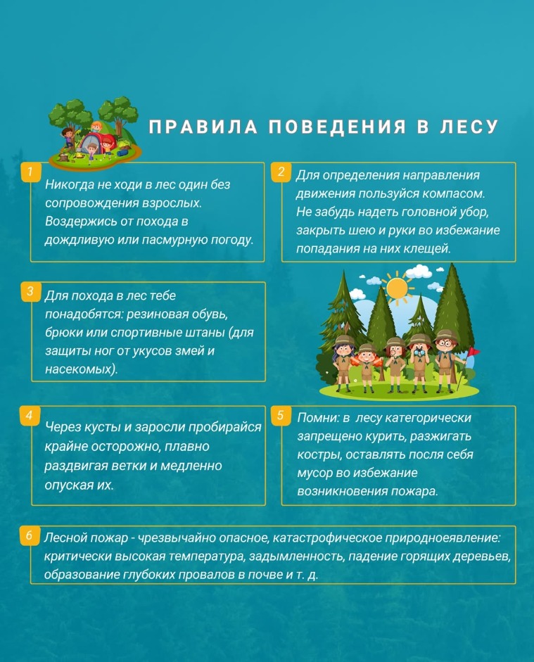 Правила поведения в лесу