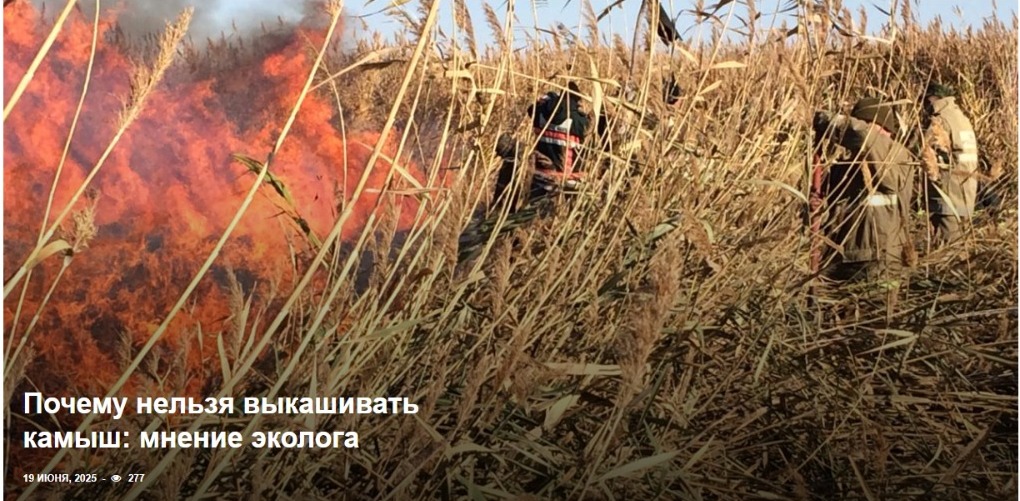 Қамысты неге шабуға болмайды: экологтың пікірі