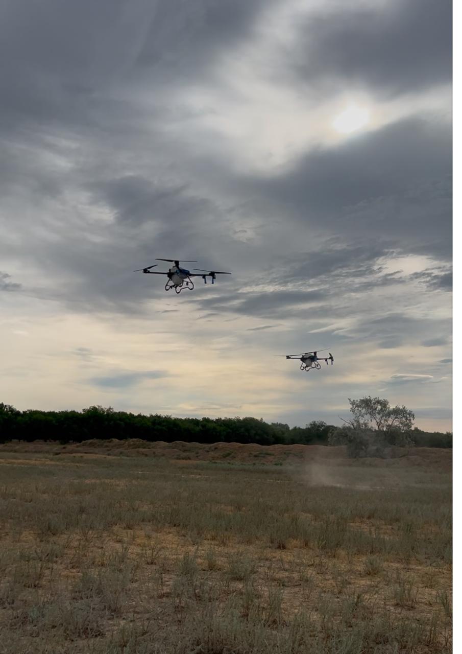 Алматы облысында шегірткеге қарсы күрес науқаны жалғасуда