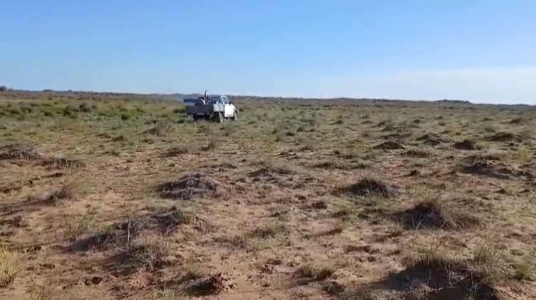 ЕСЕТ КӨТІБАРҰЛЫ АУЫЛДЫҚ ОКРУГІ БОЙЫНША ИТАЛИЯЛЫҚ ҮЙІРЛІ ШЕГІРТКЕЛЕРІНЕ ҚАРСЫ УЛАУ ЖҰМЫСТАРЫ ЖҮРГІЗІЛУДЕ.  --