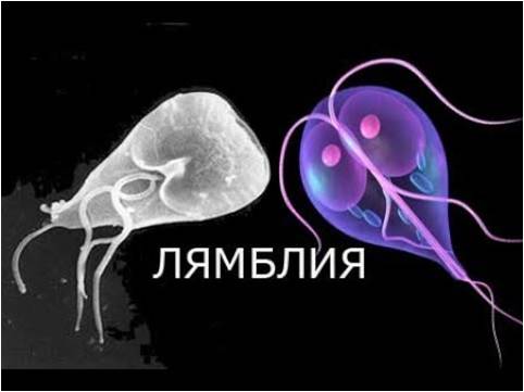 Лямблиоздың алдын алу.