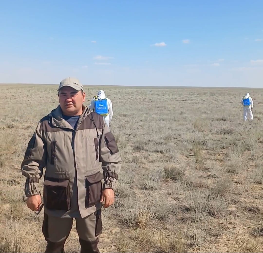 Шегірткеге қарсы улау жұмыстары жүргізілді