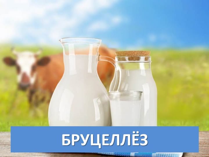 Бруцеллез — бұл Brucella туысына жататын бактериялар арқылы ауру жануарлардан адамға жұғатын жұқпалы ауру.