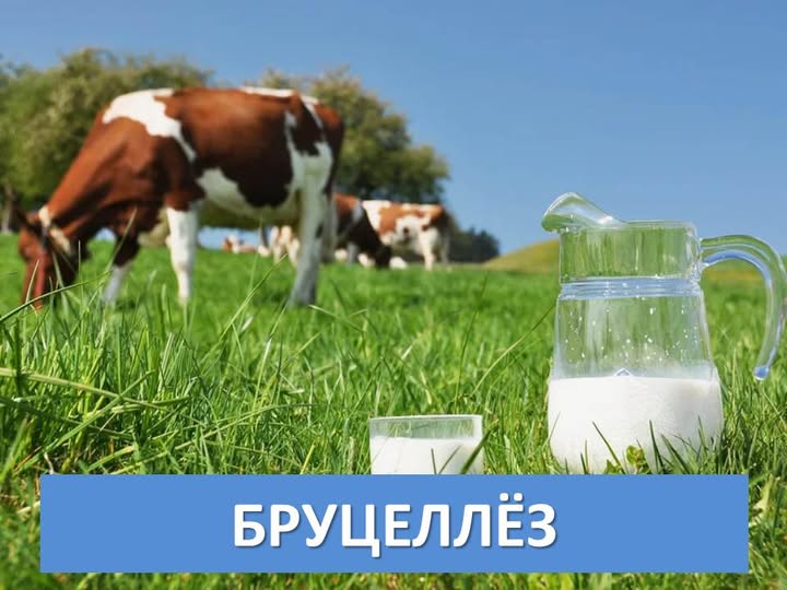 Бүгін жануарлардан адамға жұғатын аурулар туралы әңгімелесеміз. Солардың бірі – бруцеллёз.