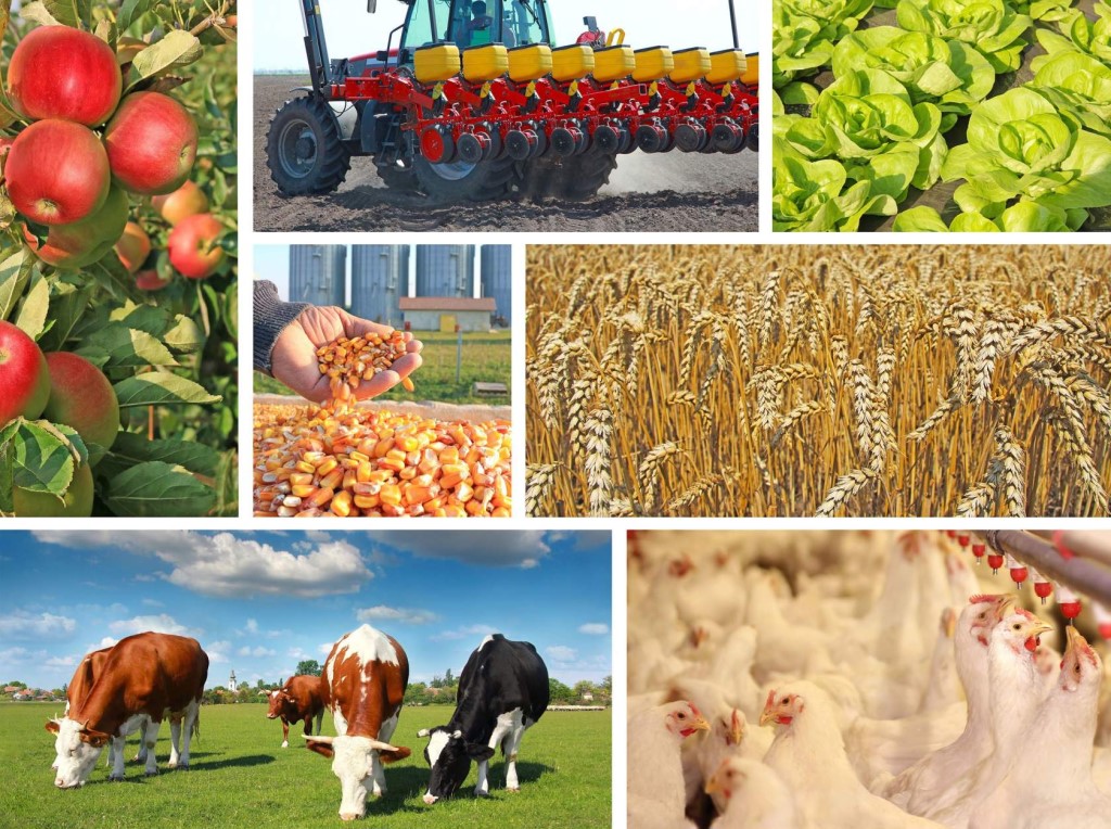 От сырья к готовой продукции: Жамбылская область делает ставку на переработку и экспорт