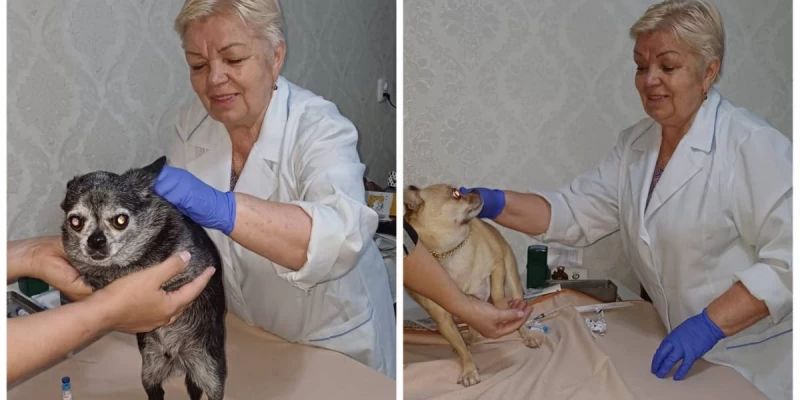 Енбек адамы. Ветеринар с 50-летним стажем Руфия Хабибрахманова