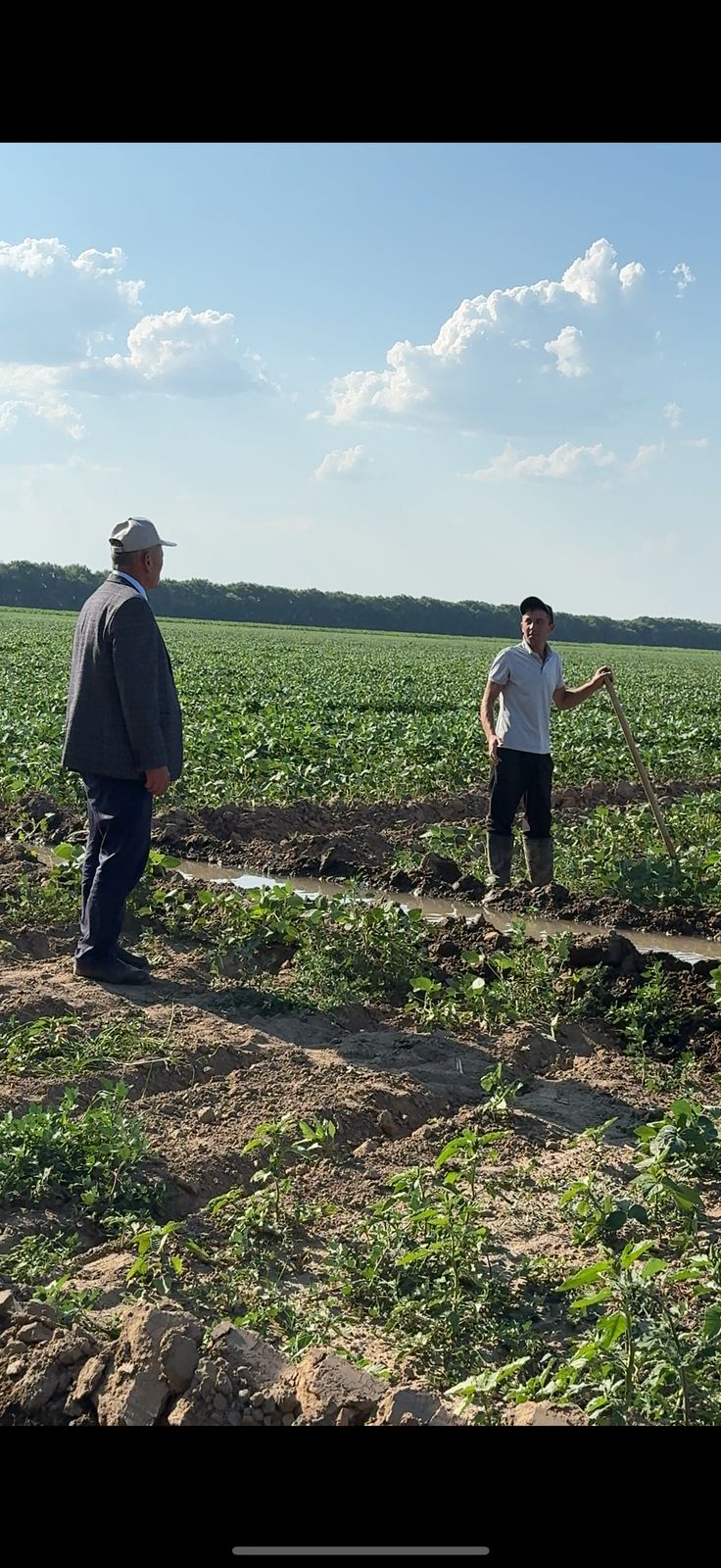 Егістікті суғару науқаны