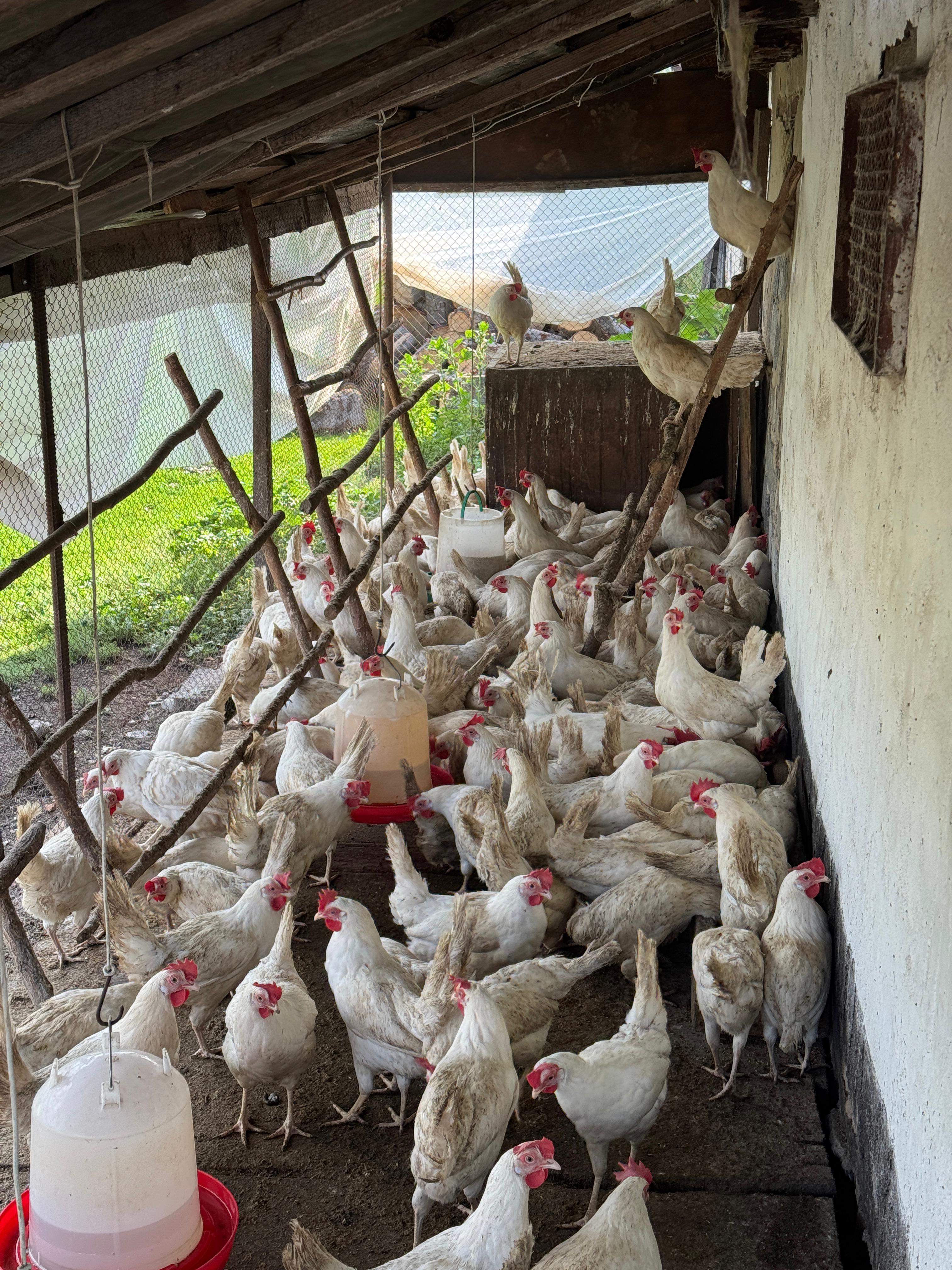 Ауыл тұрғындарына жаңа мүмкіндіктер: бағдарлама ШҚО ауылдарының өмірін қалай өзгертіп жатыр