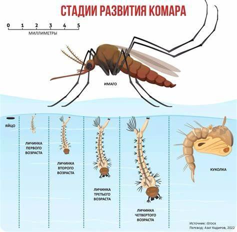 О проведение 4 тура дезинсекционной обработки против личинок малярийных комаров