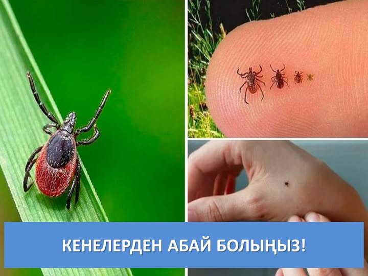 2025 жылғы эпидемиялық маусымның басынан бері Ақмола облысында 713 ілеусін шаншылу жағдайы тіркелді, бұл өткен жылдың осы кезеңіндегі 332 жағдайға қарағанда 2,1 есе көп.