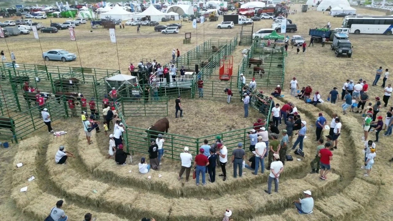 "Jana Dala/Green Day-2024" Агро көрмесі: Абай облысының мал шаруашылығындағы жетістіктері