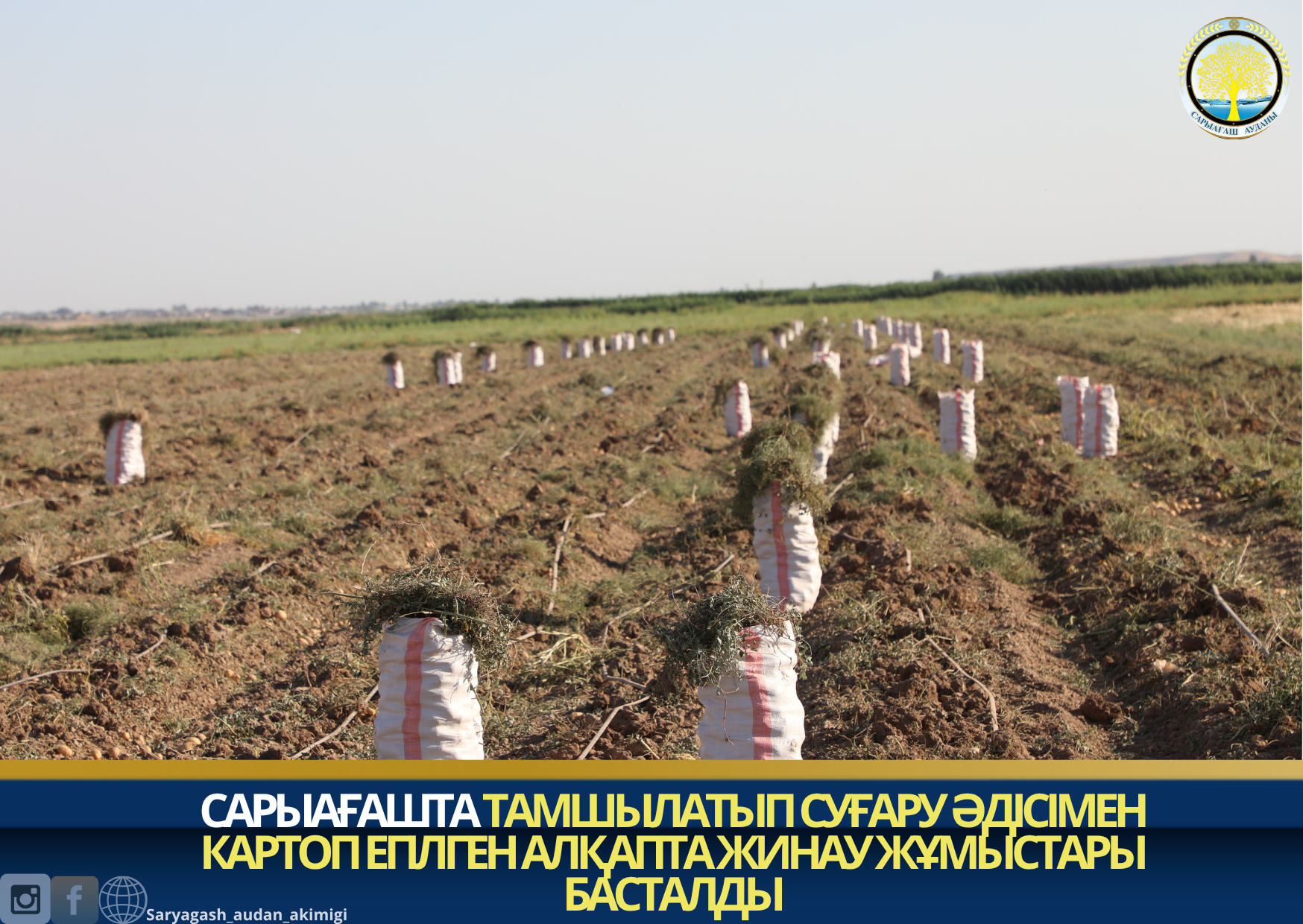 САРЫАҒАШТА ТАМШЫЛАТЫП СУҒАРУ ӘДІСІМЕН КАРТОП ЕГІЛГЕН АЛҚАПТА ЖИНАУ ЖҰМЫСТАРЫ БАСТАЛДЫ