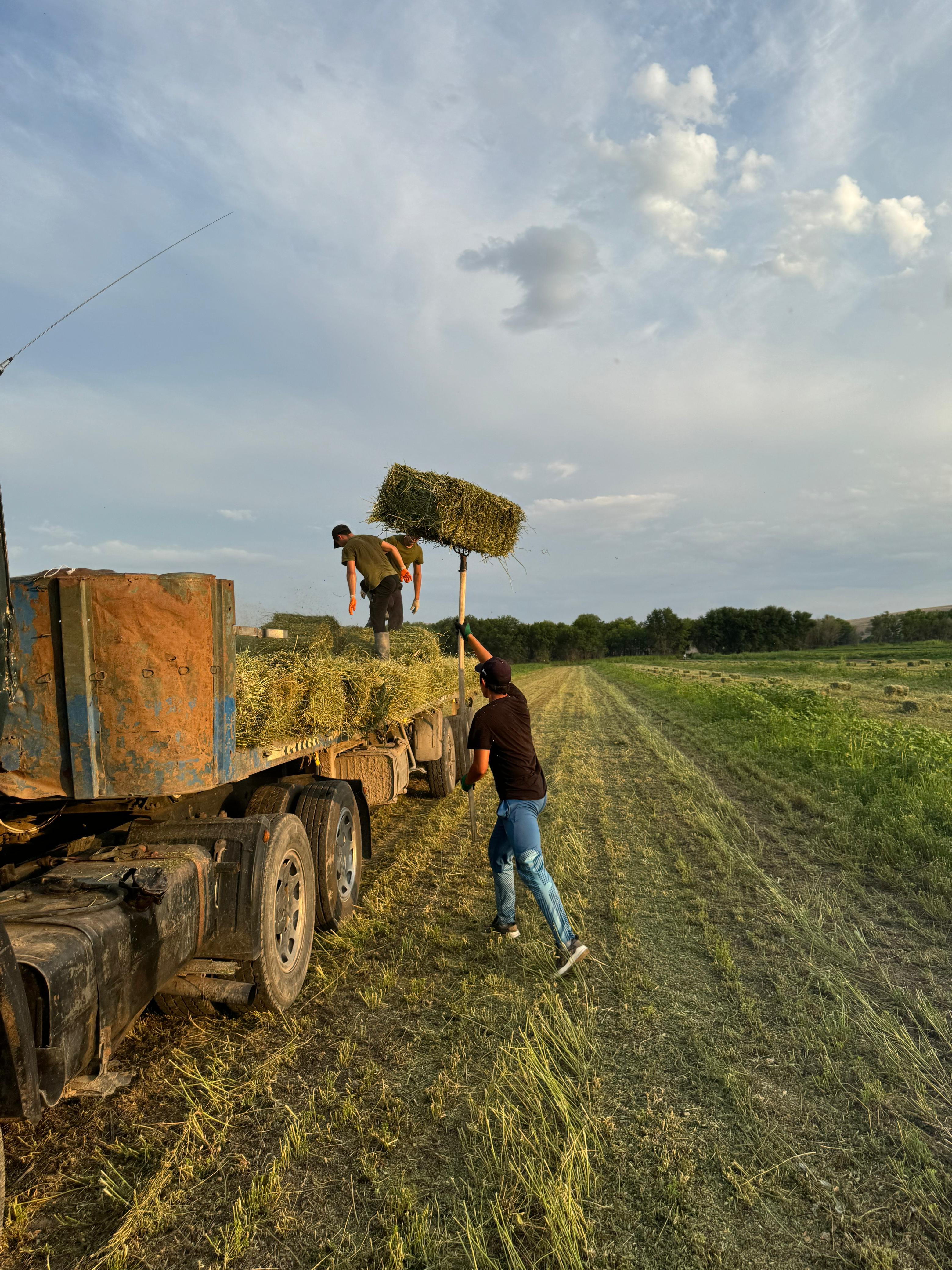 Шөп жинау науқаны