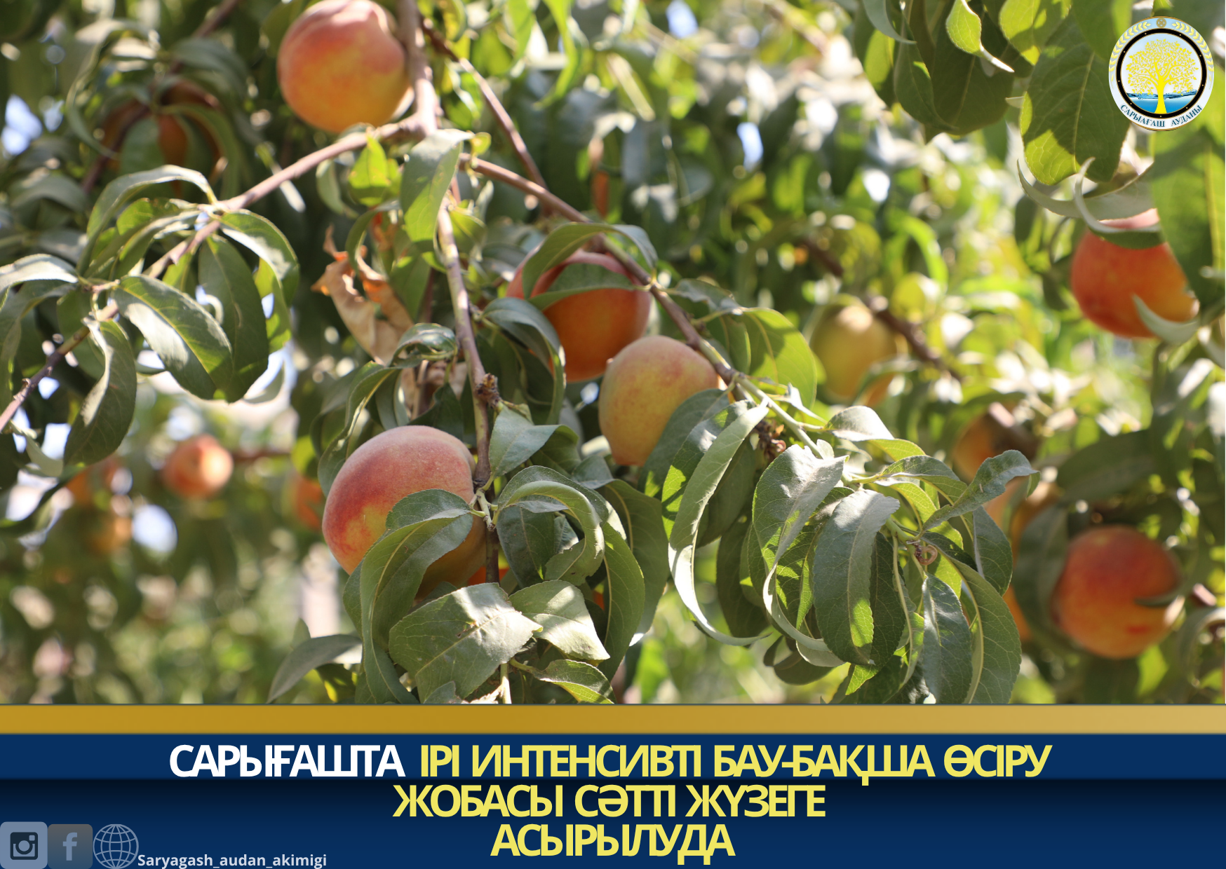 САРЫҒАШТА ІРІ ИНТЕНСИВТІ БАУ-БАҚША ӨСІРУ ЖОБАСЫ СӘТТІ ЖҮЗЕГЕ АСЫРЫЛУДА
