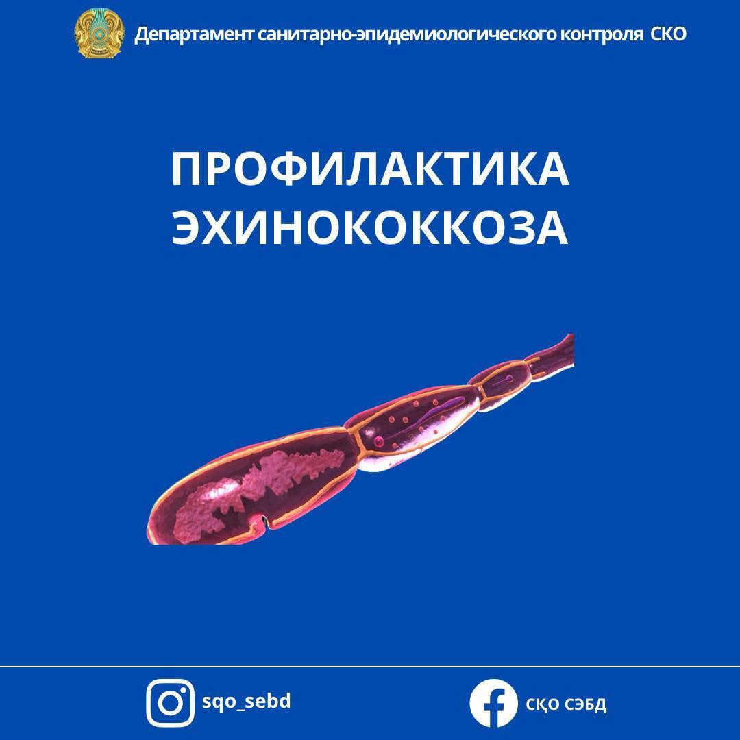 ⚡️Профилактика эхинококкоза