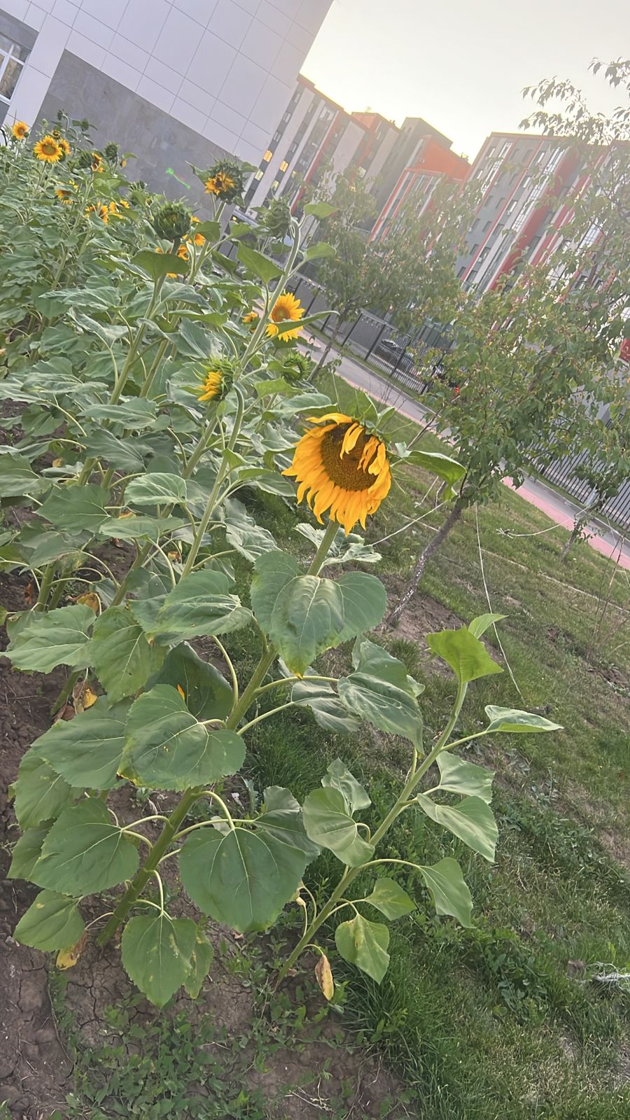 Таза Қазақстан: елордалық оқушылар мектеп жанында жүгері мен күнбағыс екті