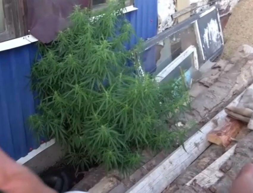 В ВКО пресечено незаконное культивирование растений, содержащих наркотические вещества
