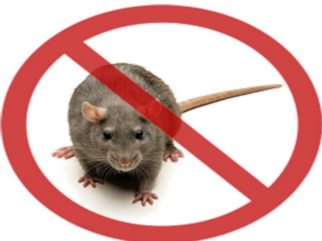 Бүйрек синдромы бар геморрагиялық қызба.