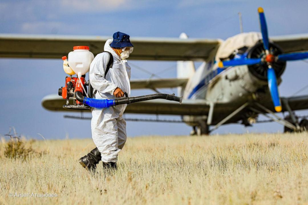 Ақтөбеде шегірткеге қарсы өңдеу жұмысы аяқталып қалды