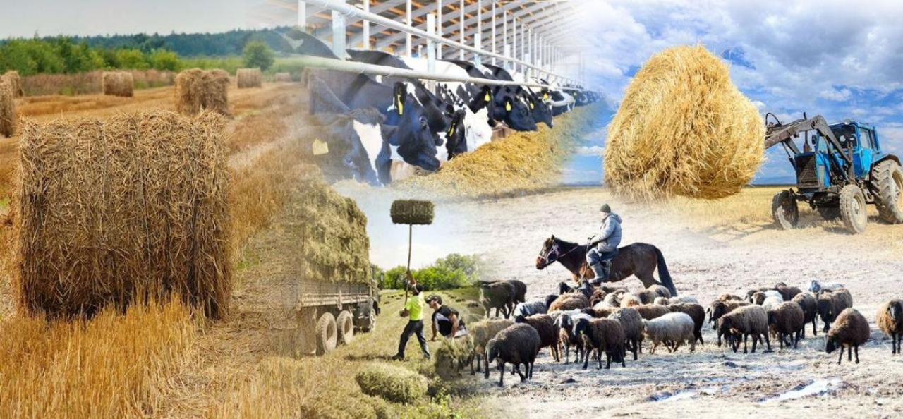 1 августа 2025 года в Казахстане начнётся Национальная сельскохозяйственная перепись