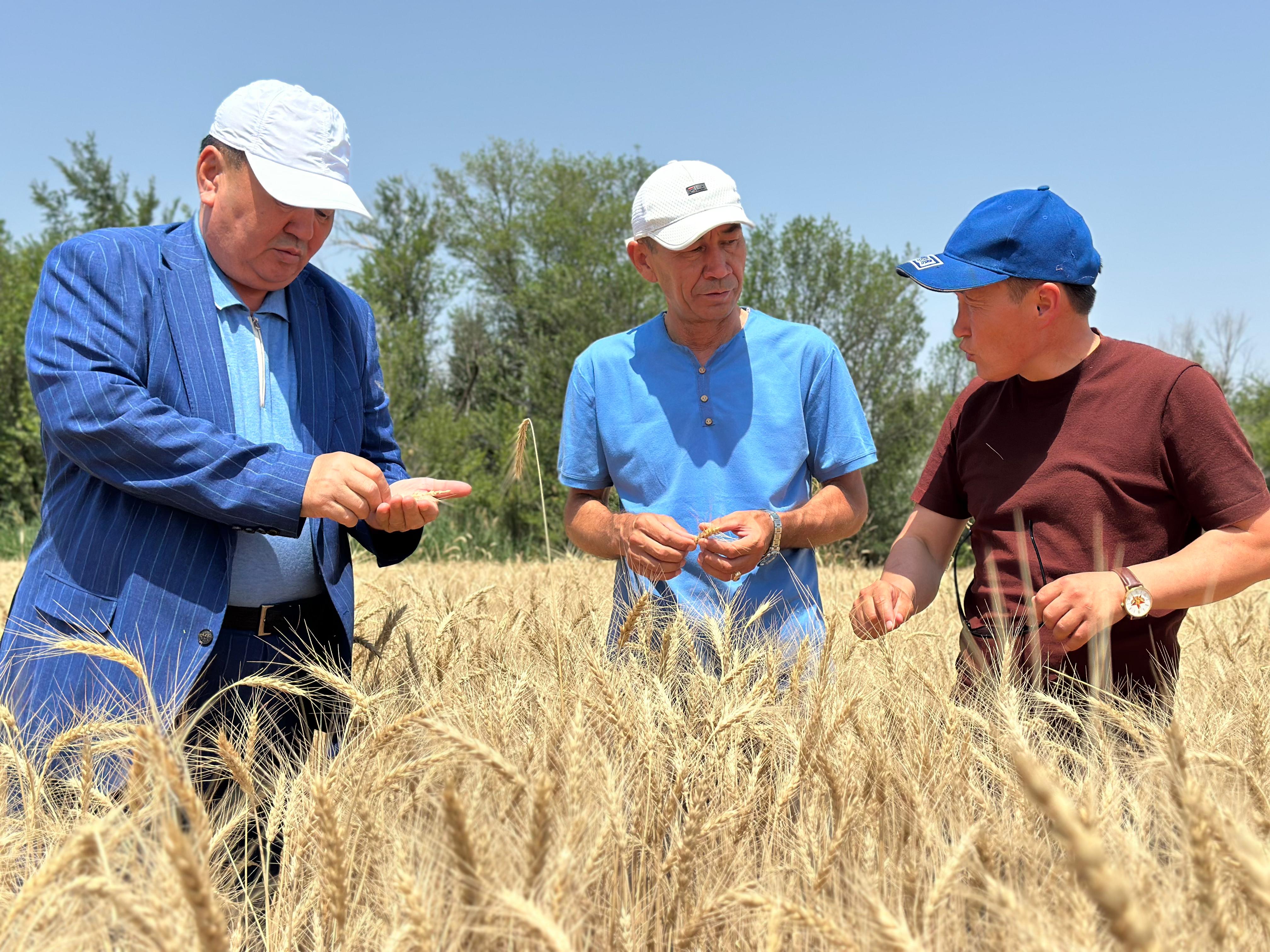 Егістік алқаптарын аралады