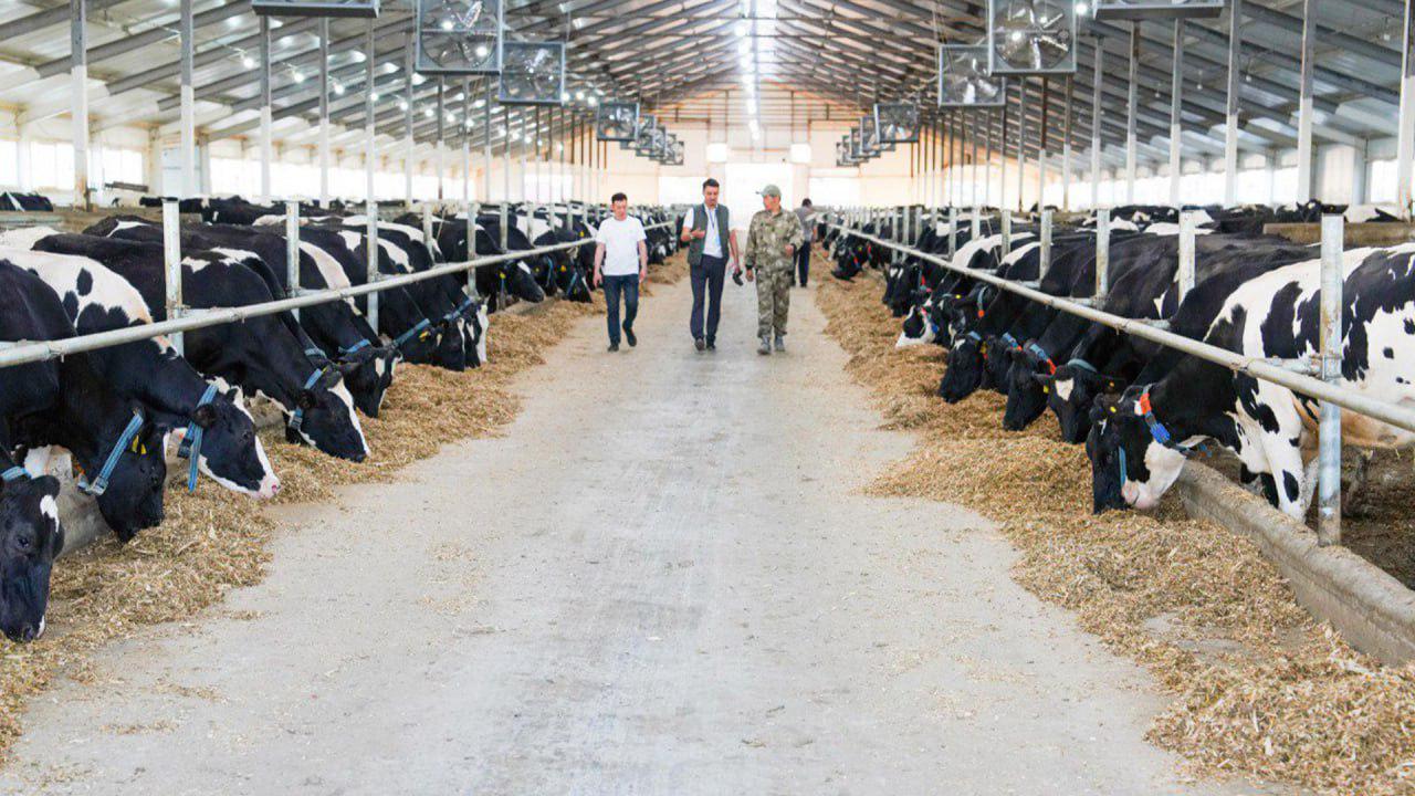 Қазақстан ет экспортын жылына 50 мың тоннаға дейін арттыруды жоспарлап отыр