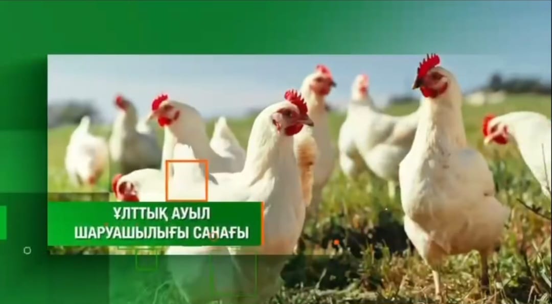 Елімізде 2025 жылдың 1 тамызы мен 20 қазаны аралығында ұлттық ауыл шаруашылығы санағы өткізіледі.