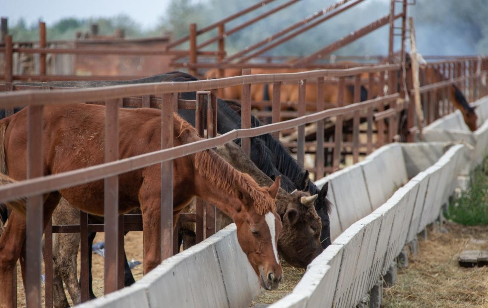 Жетісу облысында мал шаруашылығы қарқынды дамуда: 5 айда мал басы 4%-ға, асыл тұқымды мал 13,4%-ға артты
