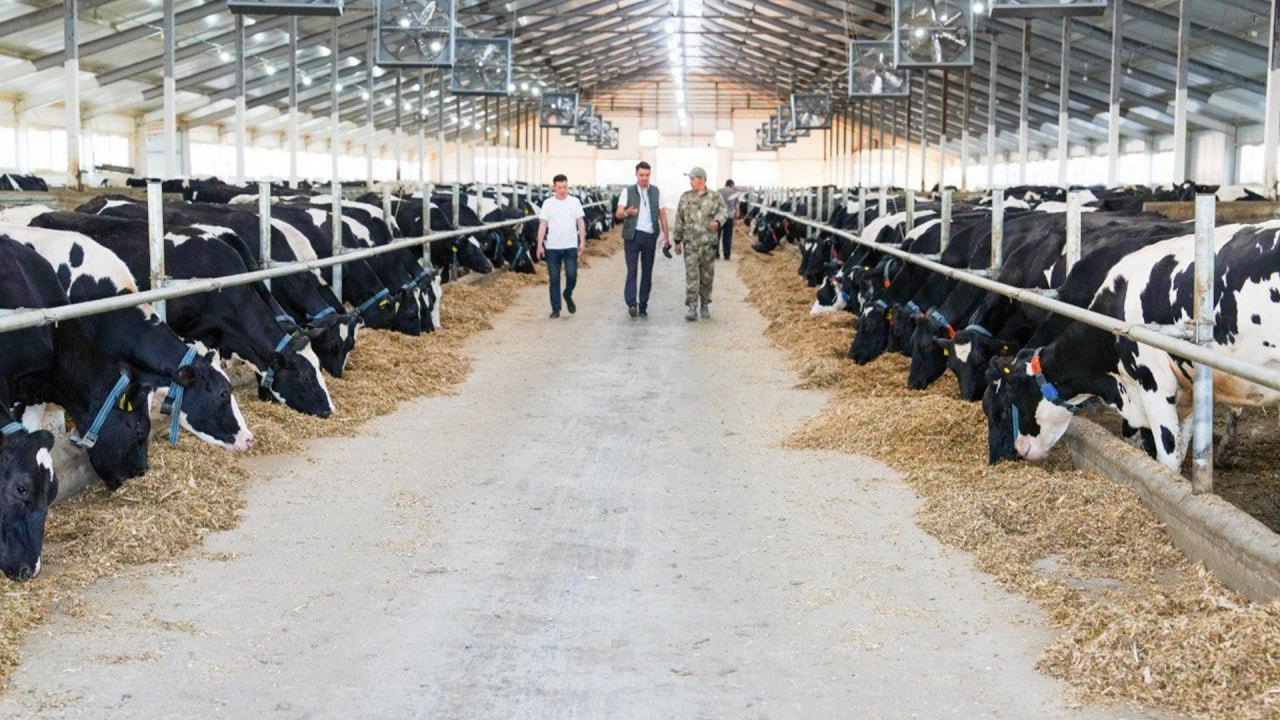 Қазақстандық мал шаруашылығы тұрақты өсім көрсетуде