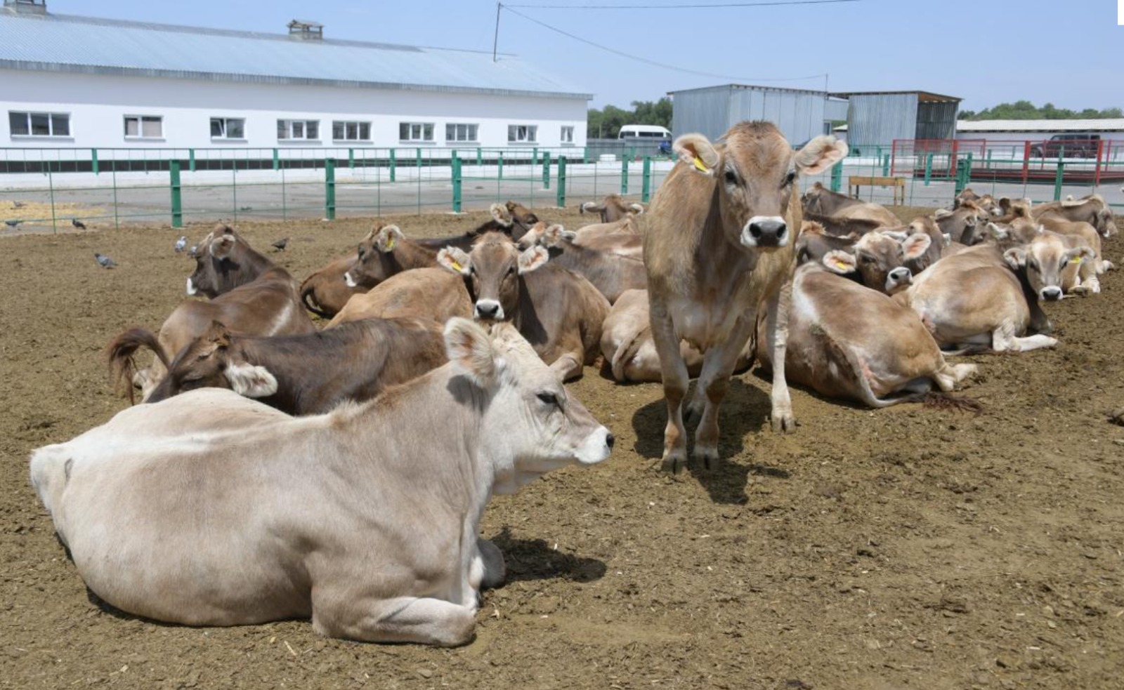 Жетісу облысында мал шаруашылығы қарқынды дамуда: 5 айда мал басы 4%-ға, асыл тұқымды мал 13,4%-ға артты