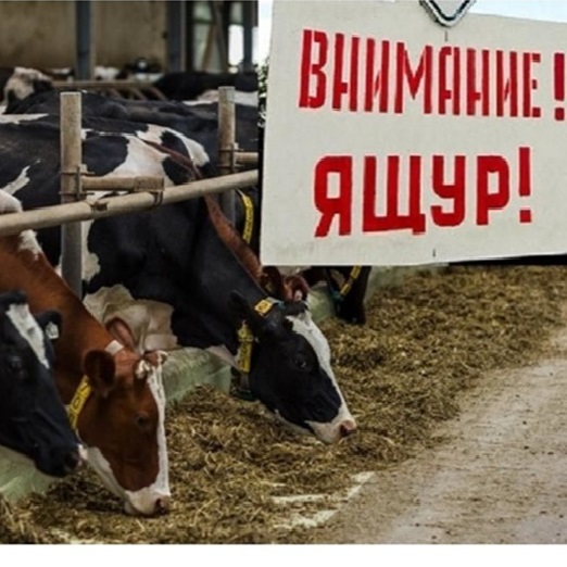 Памятка  населению  по  профилактике  ЯЩУРА.