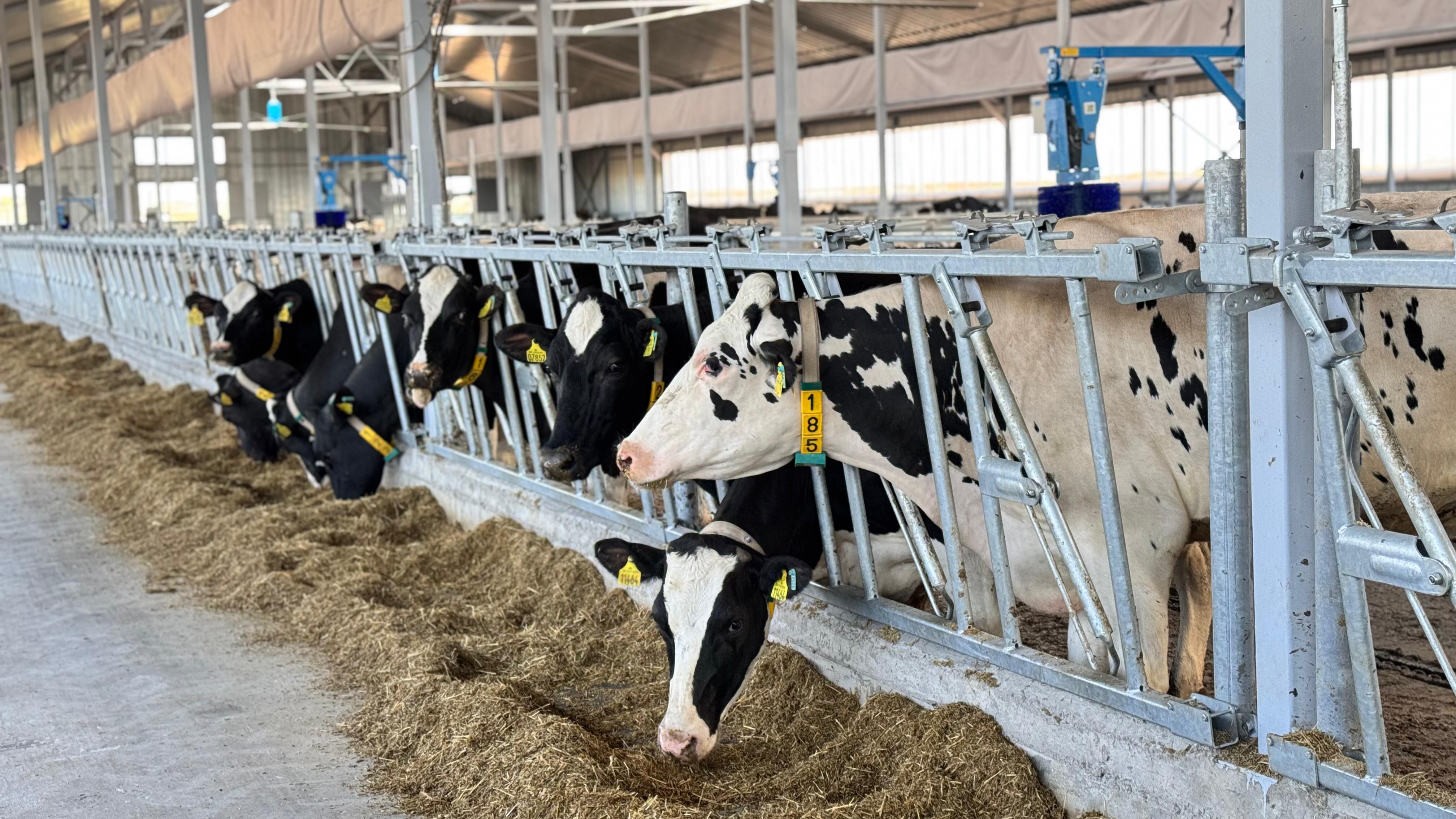 Заготовлено почти 40 млн тонн кормов