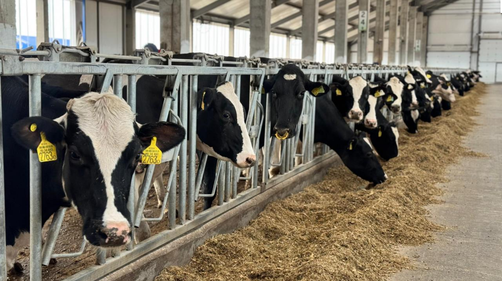 Қазақстанда мал басы өсіп, мал шаруашылығына қолдау күшейтілуде