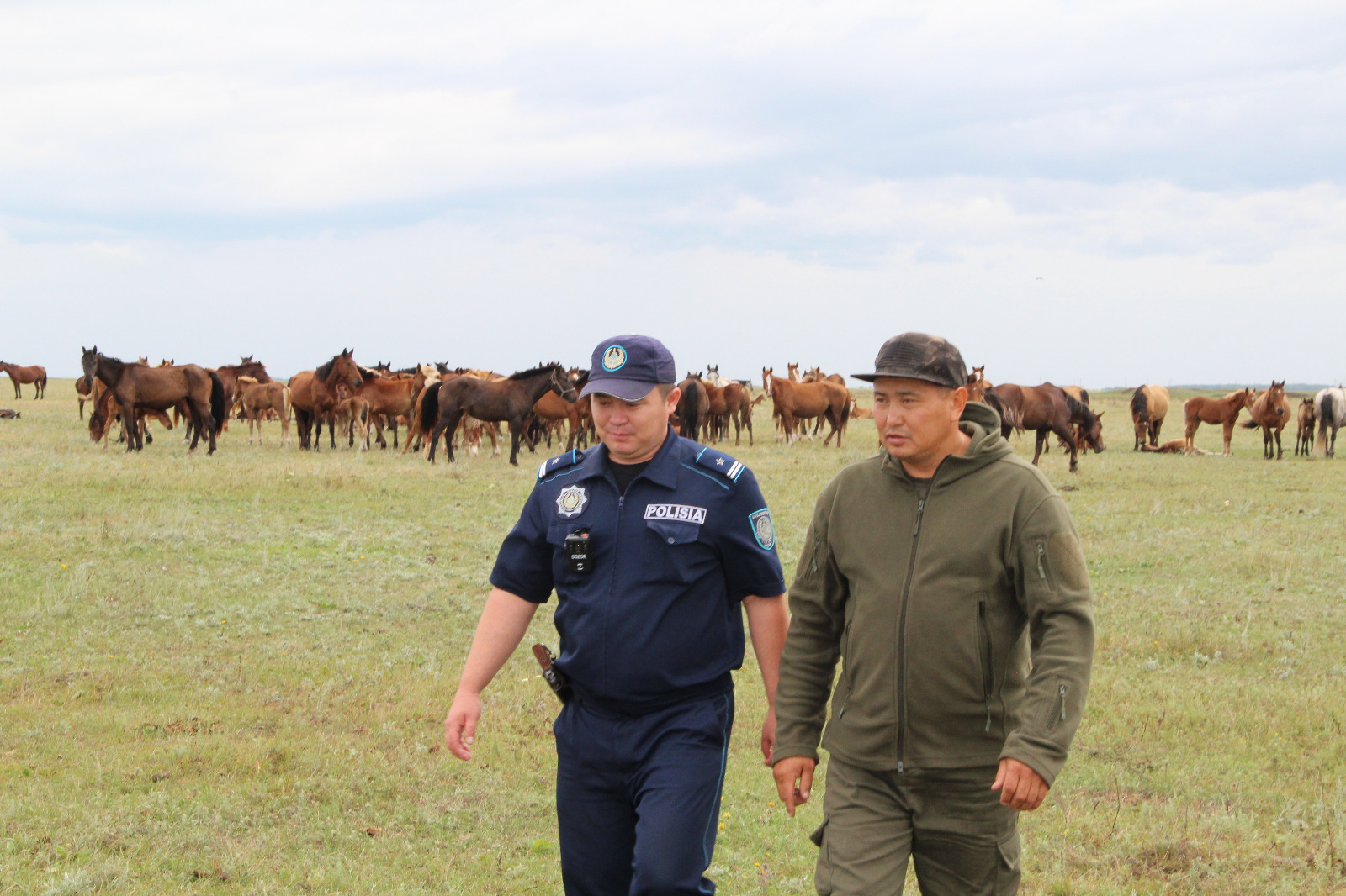 «Заң және тәртіп» ауылда: СҚО-да бірлескен күш-жігермен малдың қауіпсіз жайылуы қамтамасыз етілуде