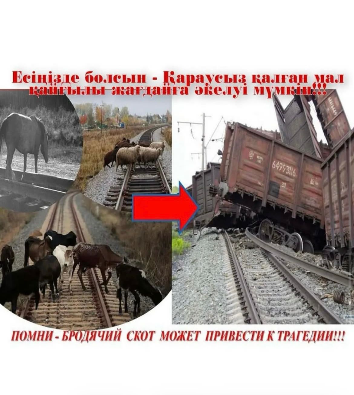 Согласно Приказу Министра сельского хозяйства Республики Казахстан Nº145 от 29.04.2020 года Сельскохозяйственные животные, принадлежащие физическим и юридическим лицам, независимо от формы собственности, подлежат учету и регистрации.