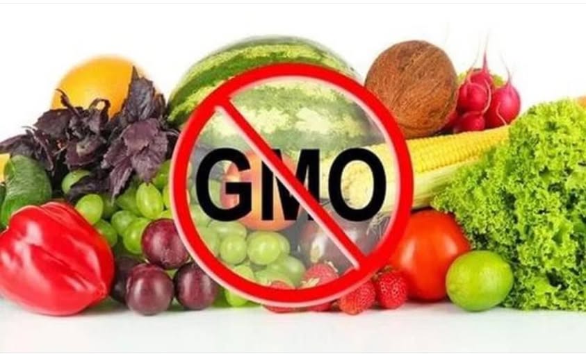 ГМО В ПРОДУКТАХ ПИТАНИЯ И ИХ ВЛИЯНИЕ НА ЗДОРОВЬЕ ЧЕЛОВЕКА