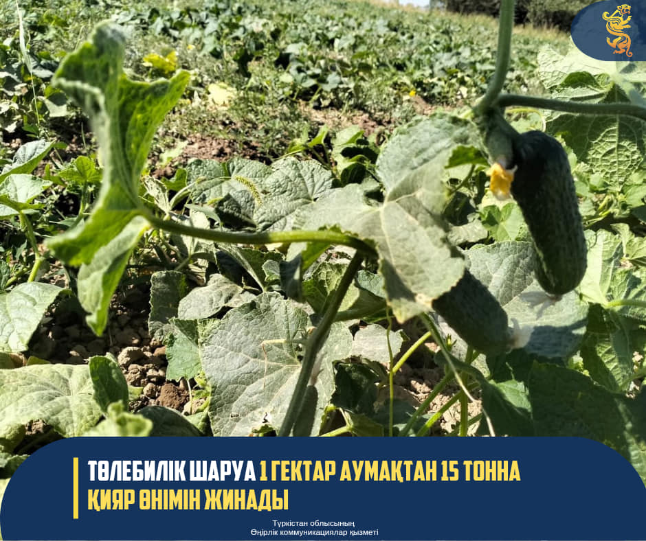 Жаңалық