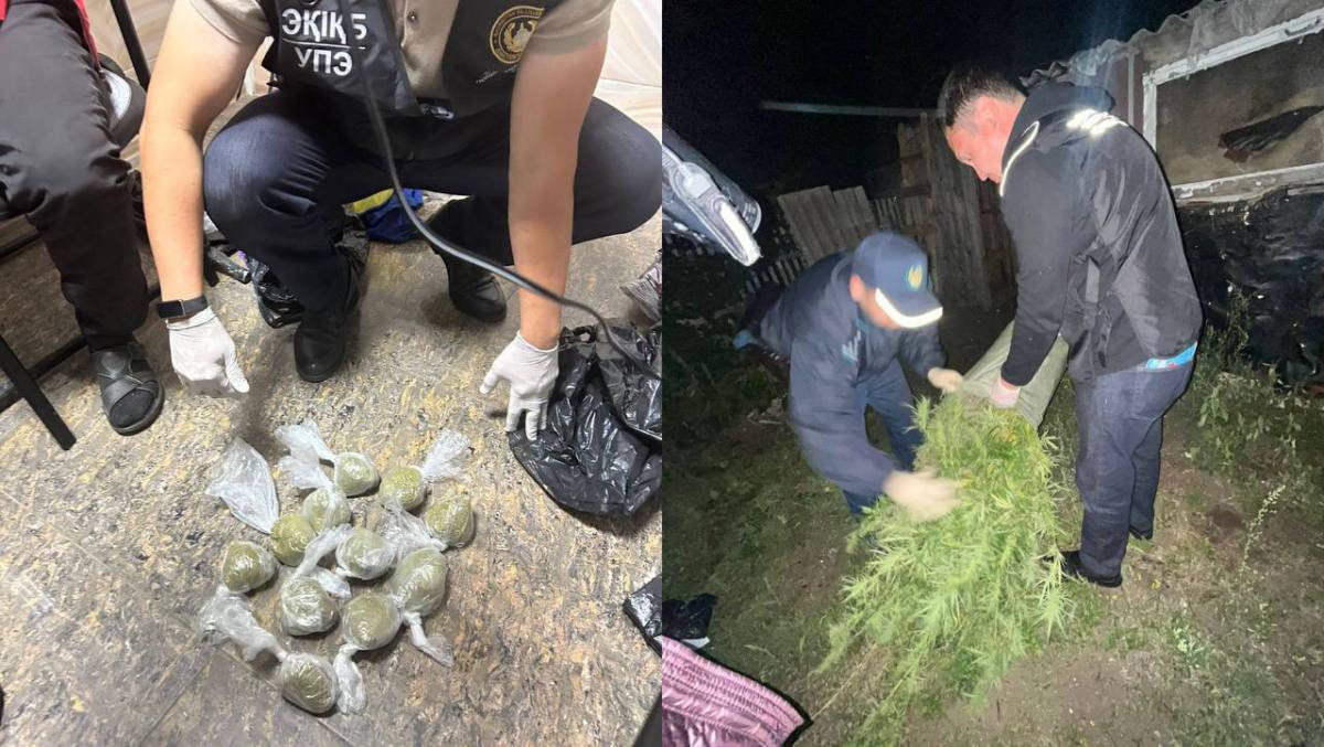 Қостанай облысында полицейлер саяжай бақшасына қарасора өсірген тұрғынды әшкереледі