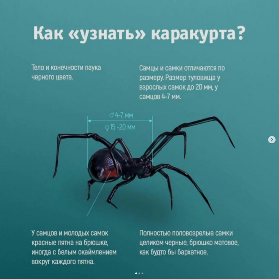 Құрметті Алтай ауданының тұрғындары! Сіздерге біздің аумақта қарақұрттың - қара жесір отбасына жататын қауіпті улы өрмекшінің пайда болуының тіркелген оқиғасы туралы хабарлаймыз.