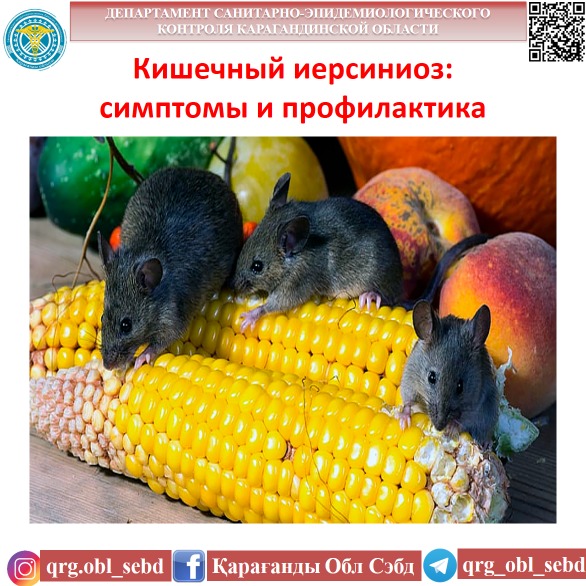 Кишечный иерсиниоз: симптомы и профилактика