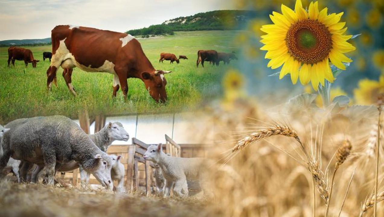 КЕЛЕСТЕ 3 643 АГРОҚҰРЫЛЫМ ҰЛТТЫҚ АУЫЛ ШАРУАШЫЛЫҒЫ САНАҒЫНАН ӨТТІ
