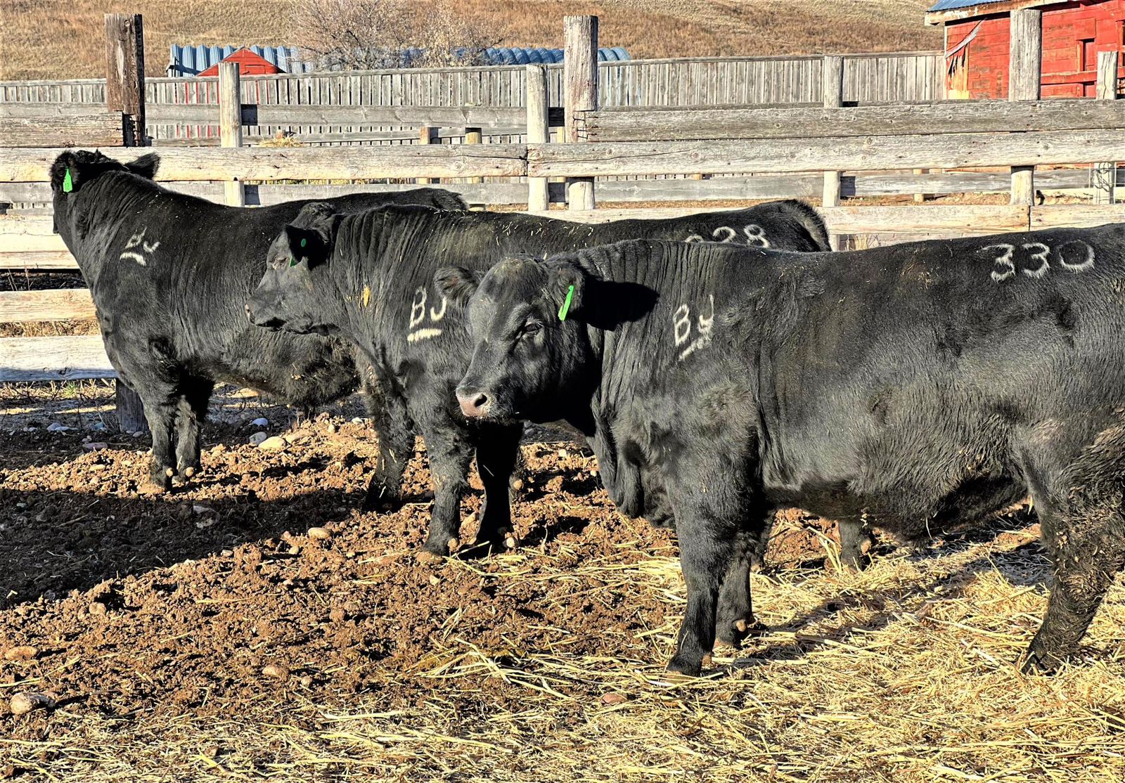 Дағыстандық жігіттер мен гейлер арасындағы секс Дана Киу Вудманның кастингі