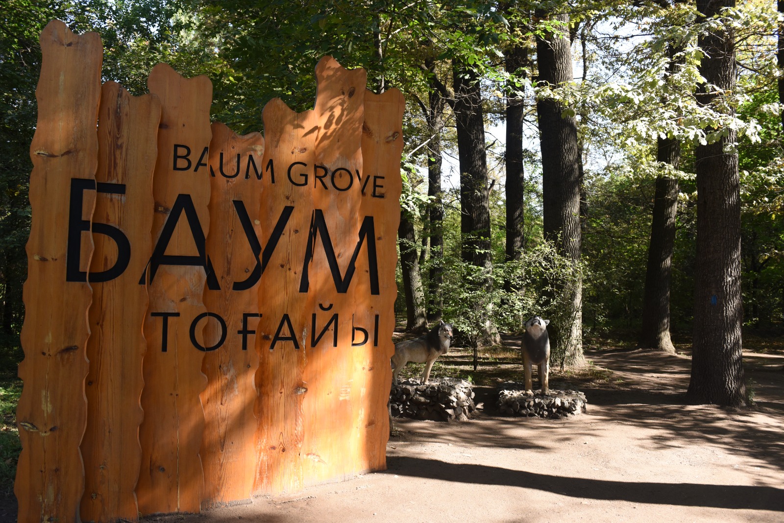 Баум тоғайын абаттандыру: табиғат қорғау талаптарына басымдық беріліп, сау ағаштар сақталады