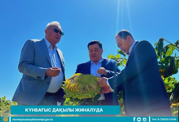 Күнбағыс күтімі жақсы
