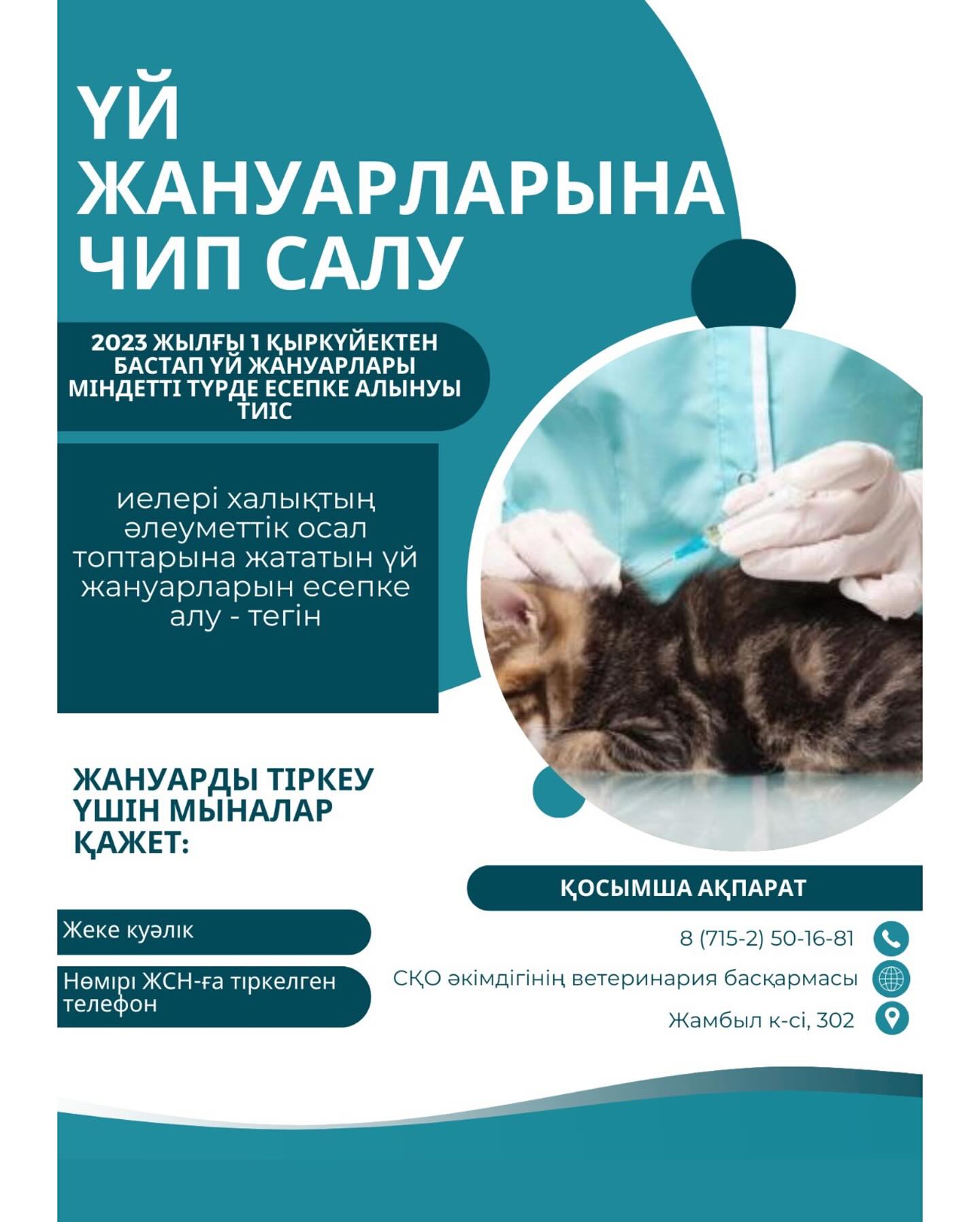 Үй жануарларына чип салу