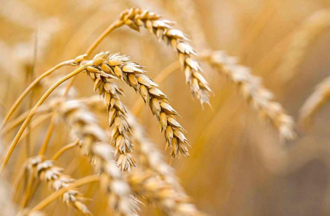 16,6 млн тонн зерновых намолочено в Казахстане
