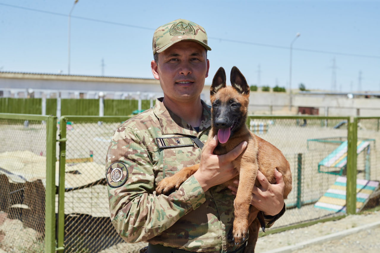 Ұлттық ұланның кинологиялық орталығында алғаш рет голландиялық овчаркалар дүниеге келді